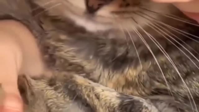 Cat video