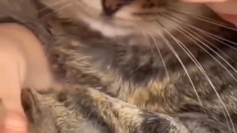 Cat video