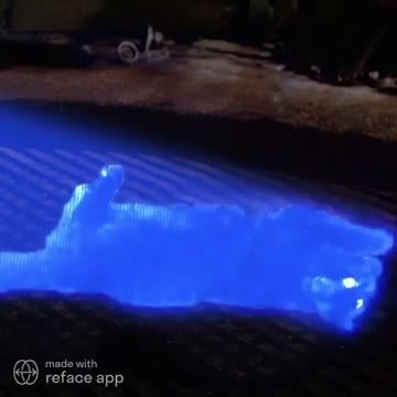 The Cat Montage! 🐈