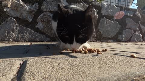 Cute tuxedo cat is meowing and purring loudly for affection