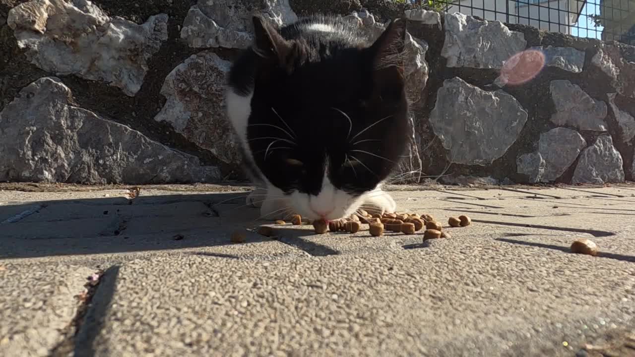 Cute tuxedo cat is meowing and purring loudly for affection