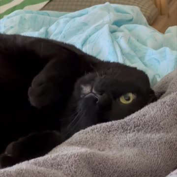 Adopting a Cat from a Shelter Vlog - Cute Precious Piper is Super Sweet and Cuddly #shorts