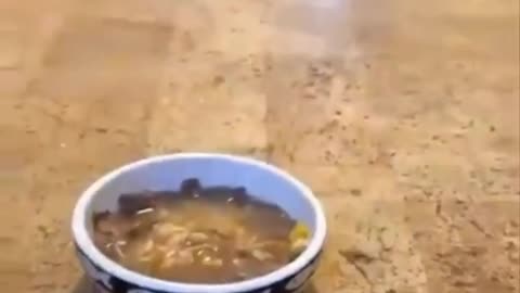 Gatito