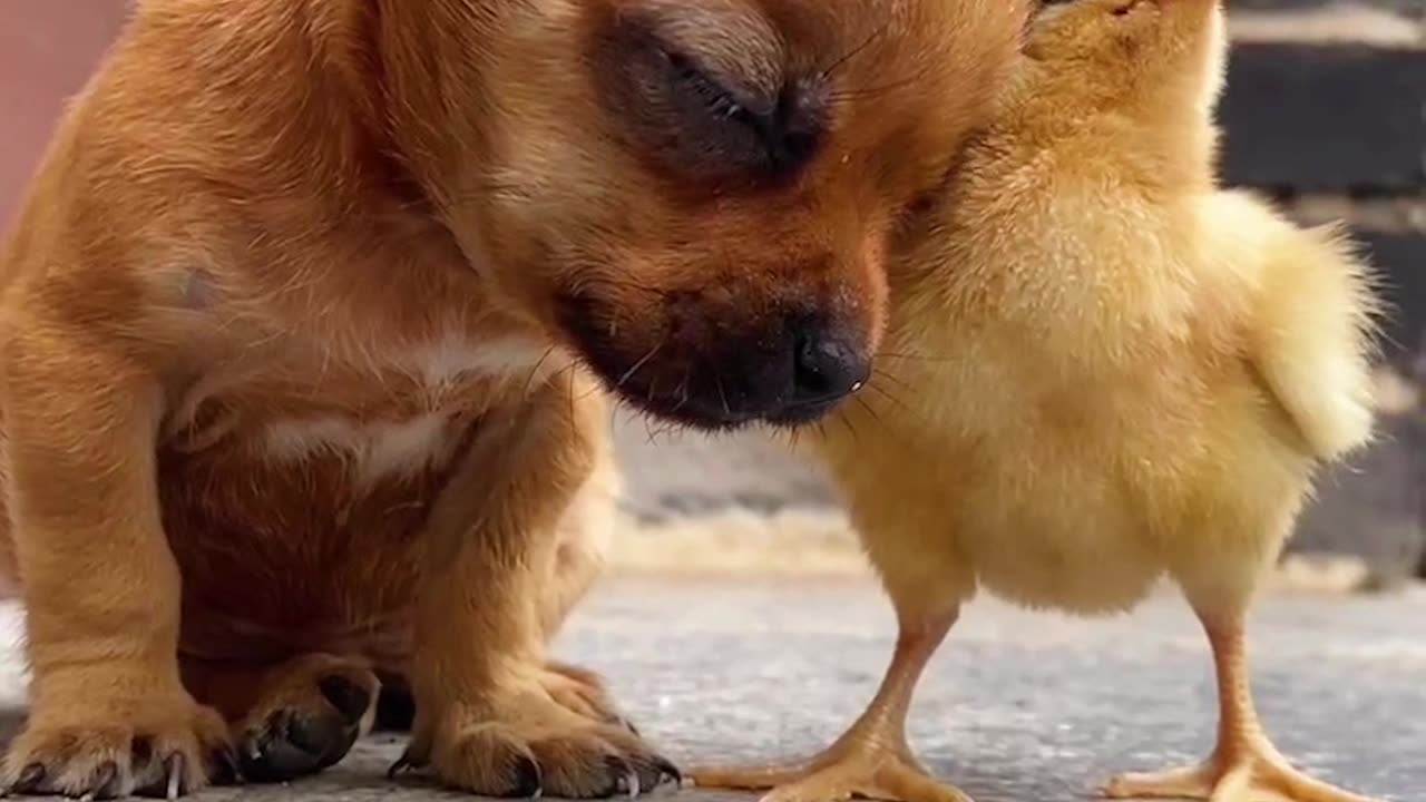 Cute dog and chick 🐥