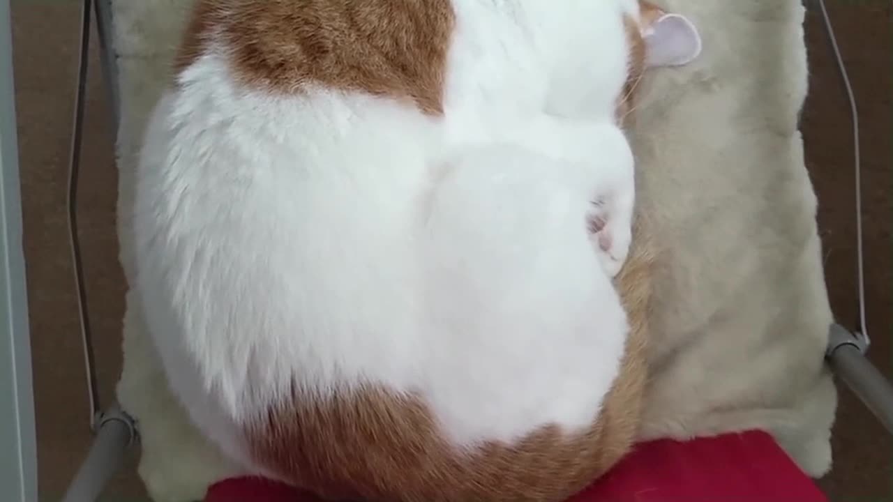 Snoring Cat