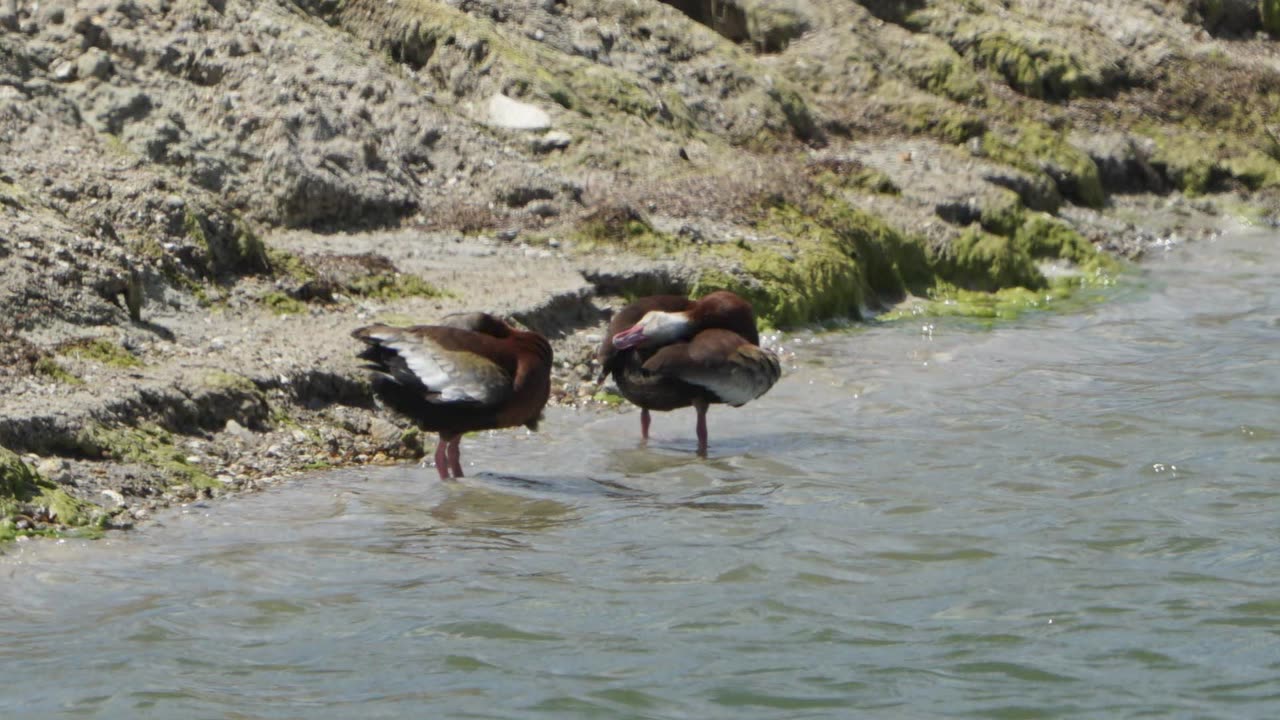 Black-bellied Whistling Ducks Bathing: June 4, 2024