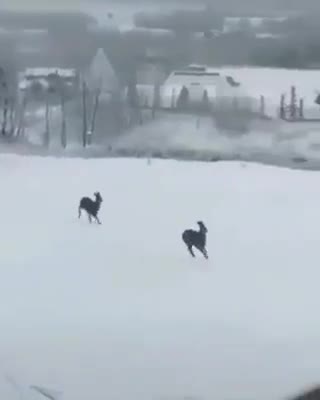 A short selection with positive gaits ... 😊 😊 😊