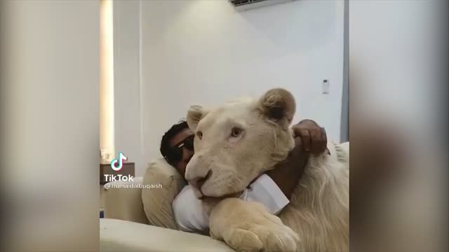 TRAINED LION LIVING WITH INSIDE A HOME WITH THE OWNER