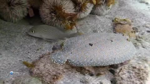 Flounder disguised itself in the sand underwater