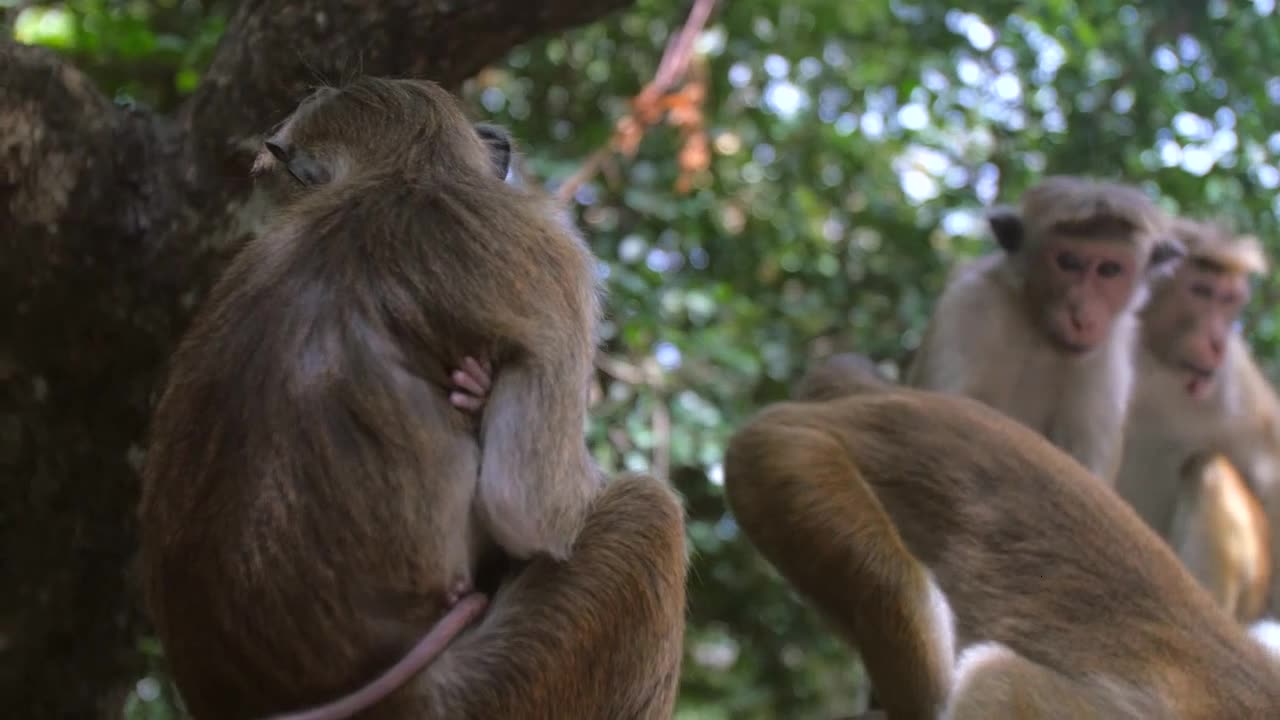 Monkey Love: A Heartwarming Tale of Motherhood and Bonding