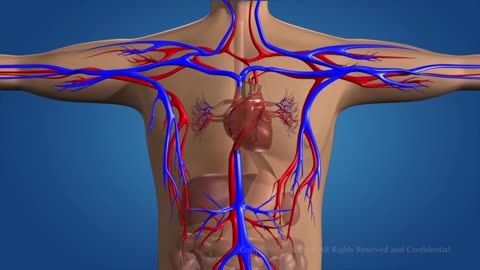 Human Circulatory System