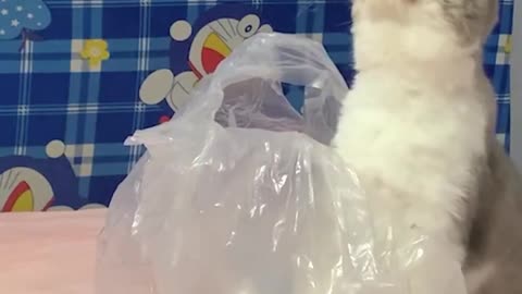 Los Mejores Videos de Gatos Chistosos 2023 #495
