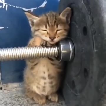 Baby Cats - Cute and Funny Cat Videos #cat#tiktok#shorts