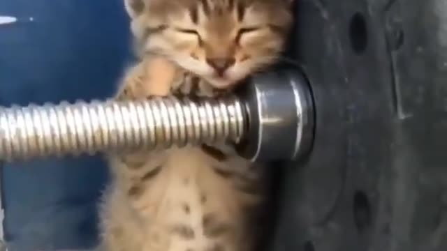 Baby Cats - Cute and Funny Cat Videos #cat#tiktok#shorts