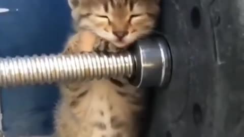 Baby Cats - Cute and Funny Cat Videos #cat#tiktok#shorts