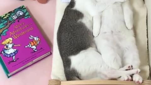 Cute cats sleeping video