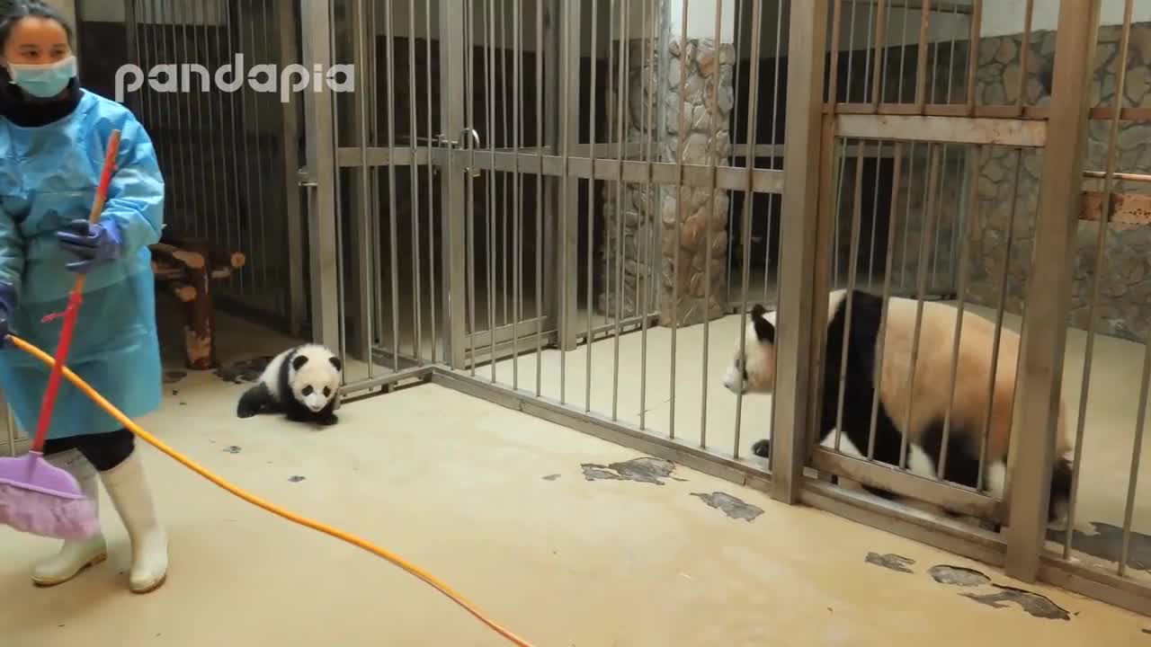 anda keeper gives the baby cub back to his mum