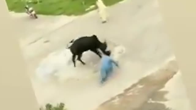 Bull go wrong