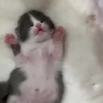 Cute baby cat's