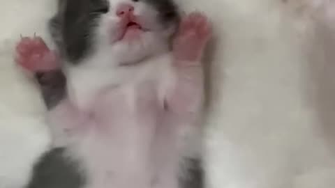 Cute baby cat's