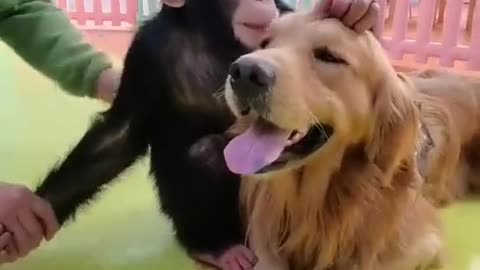 Funny Animals Series 690