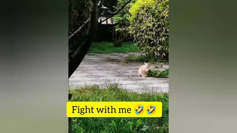 Hilarious Cats and Dogs Moments 😂😹 Funny Animal Videos 🤣 #2
