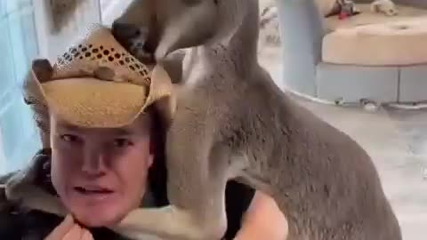 kangaroo chokes a midget.