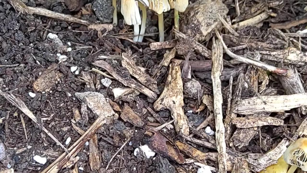 Symbiotic Relationship