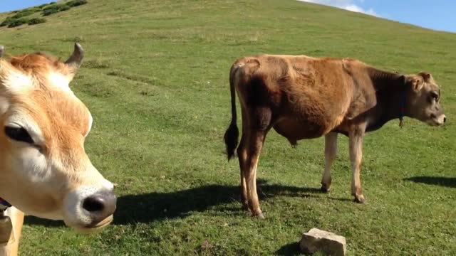 Wild Horses and cows