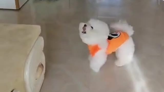 Cute Puppy 😍 Funny And Smart Dogs Videos