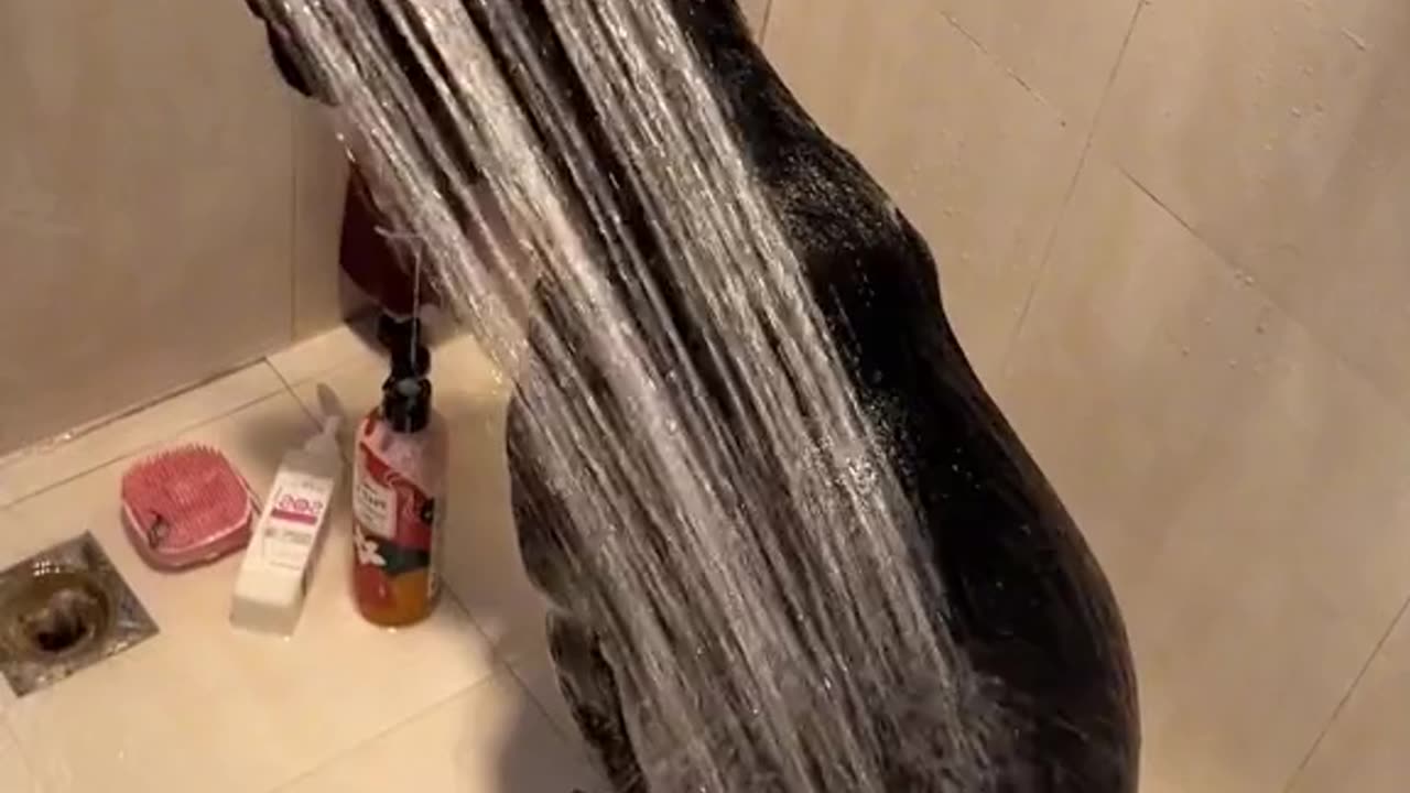 #foryou #tiktok #dogsoftiktok #dogbath #pet