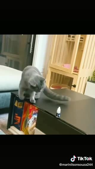 How to teach your cat to behave