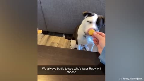 I would die laughing for these FUNNIEST Dogs