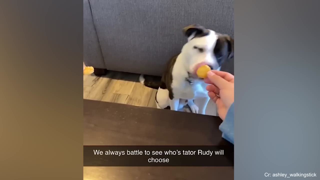 I would die laughing for these FUNNIEST Dogs