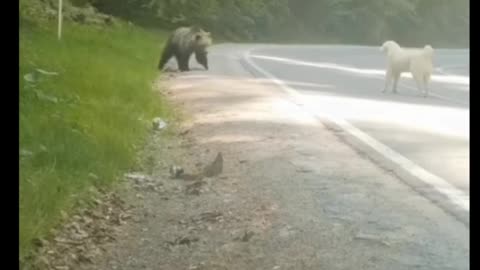 This Dog Protect His Owner Form 🐻 Bear Attack 😨