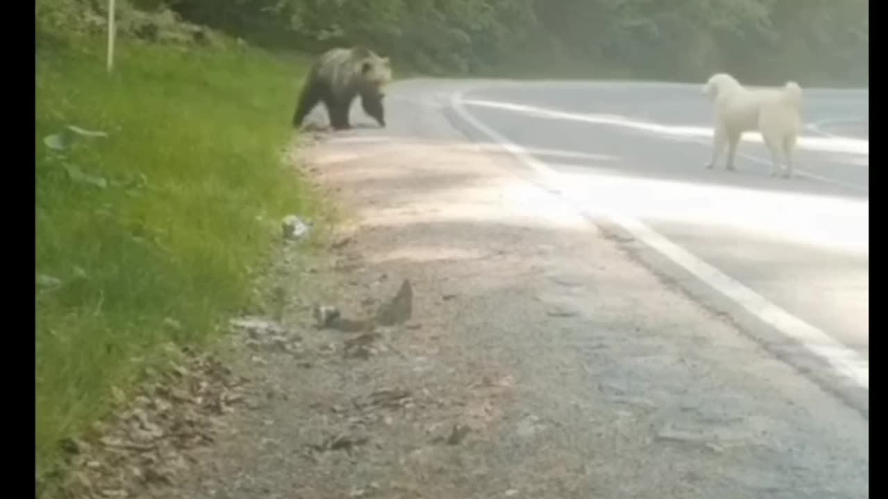 This Dog Protect His Owner Form 🐻 Bear Attack 😨