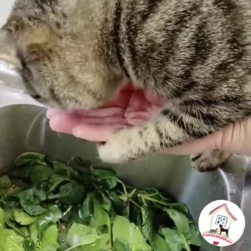 LOL, Crazy Funny Smart Cats Videos Best Cat Compilations 😺😂😂.