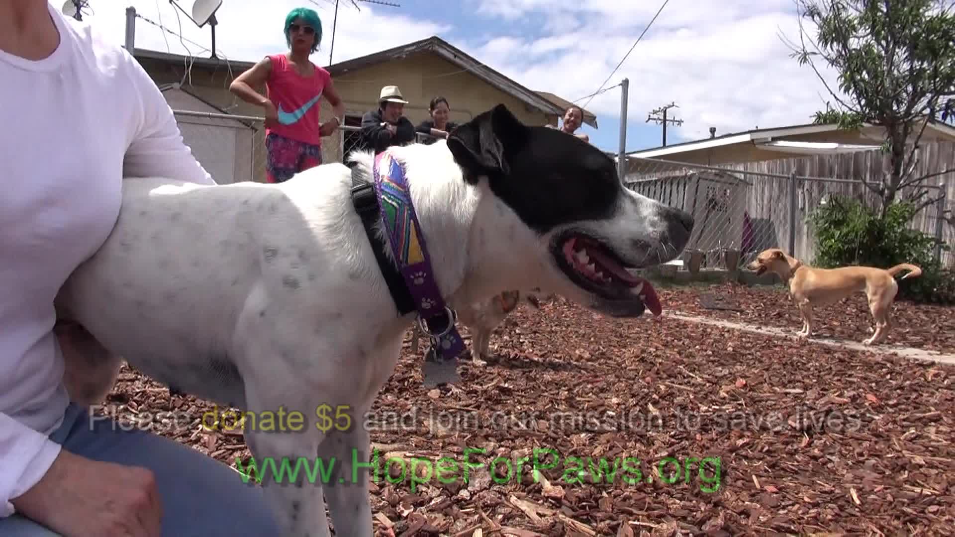 Mandi - rescue of a homeless Pitbull living in an abandoned yard. This ...