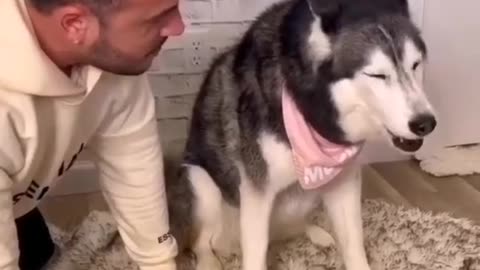 Funny animals