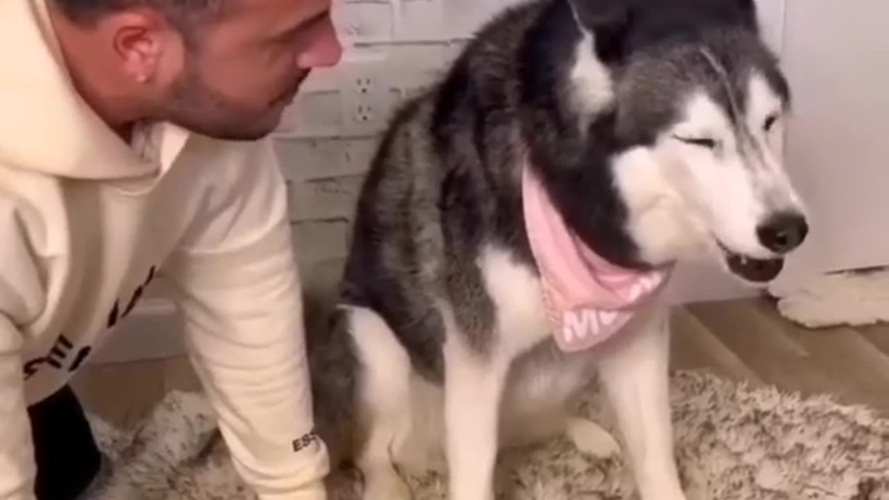 Funny animals