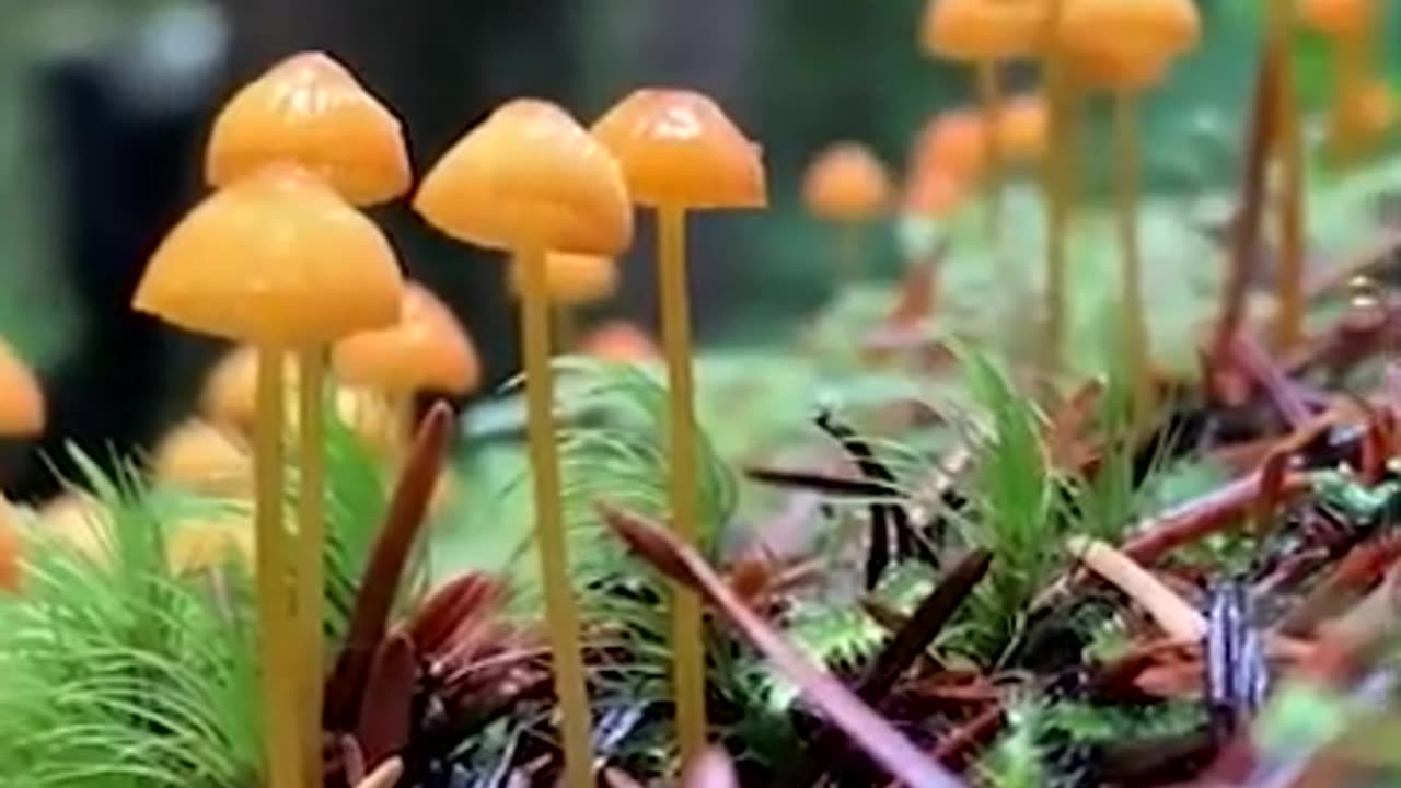 Being Connected to the Forest