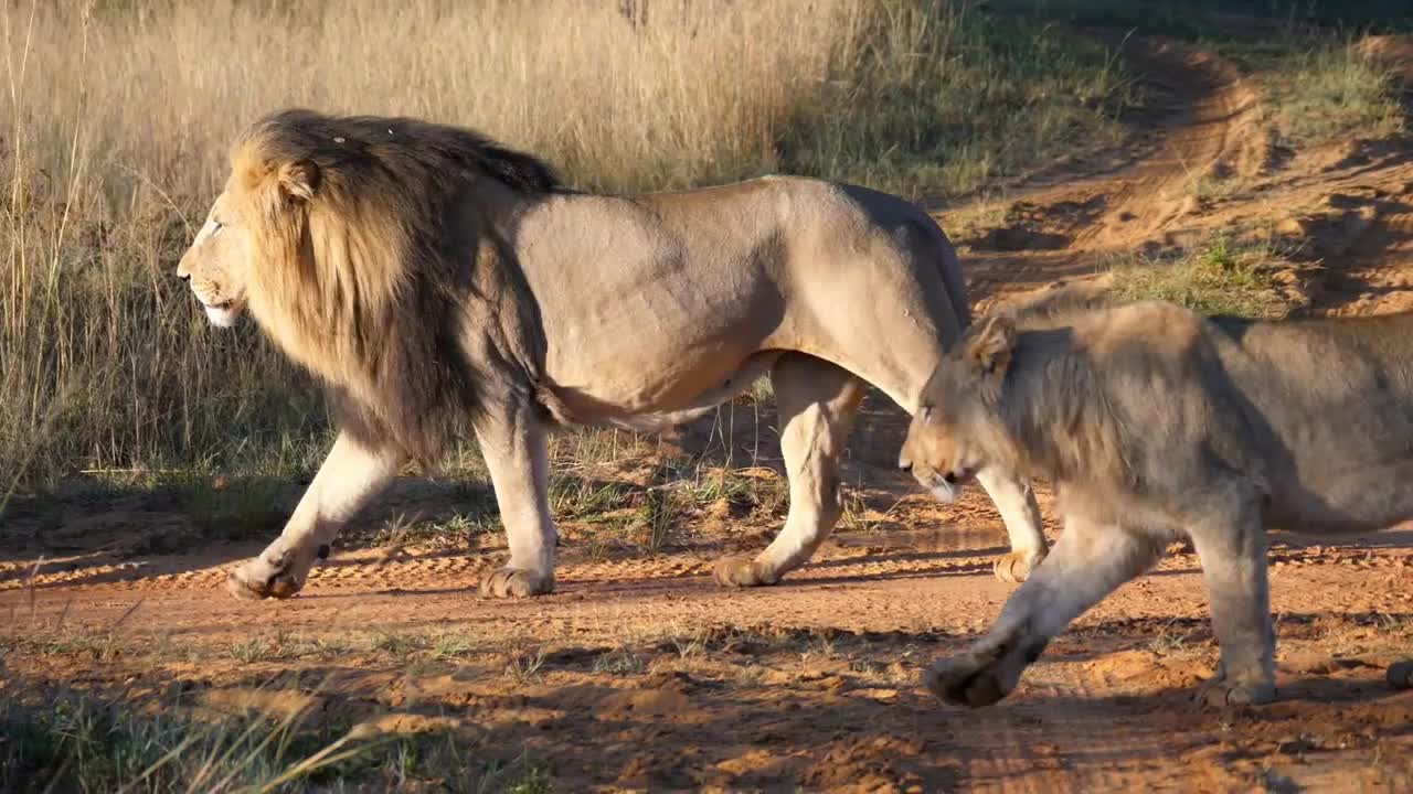 Lions family walking away in Waterberg South Africa