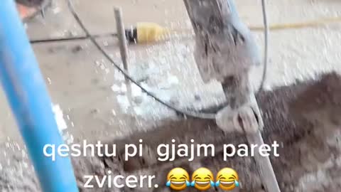 qeshtu pi gjajm paret zvicerr.