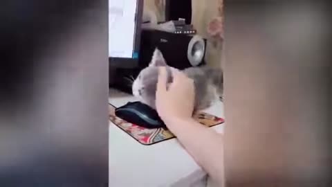 Funny Kittens