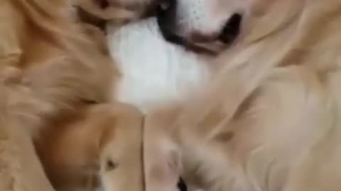 Cute dogs sleeping