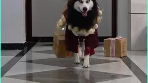 Dog loves being an actor