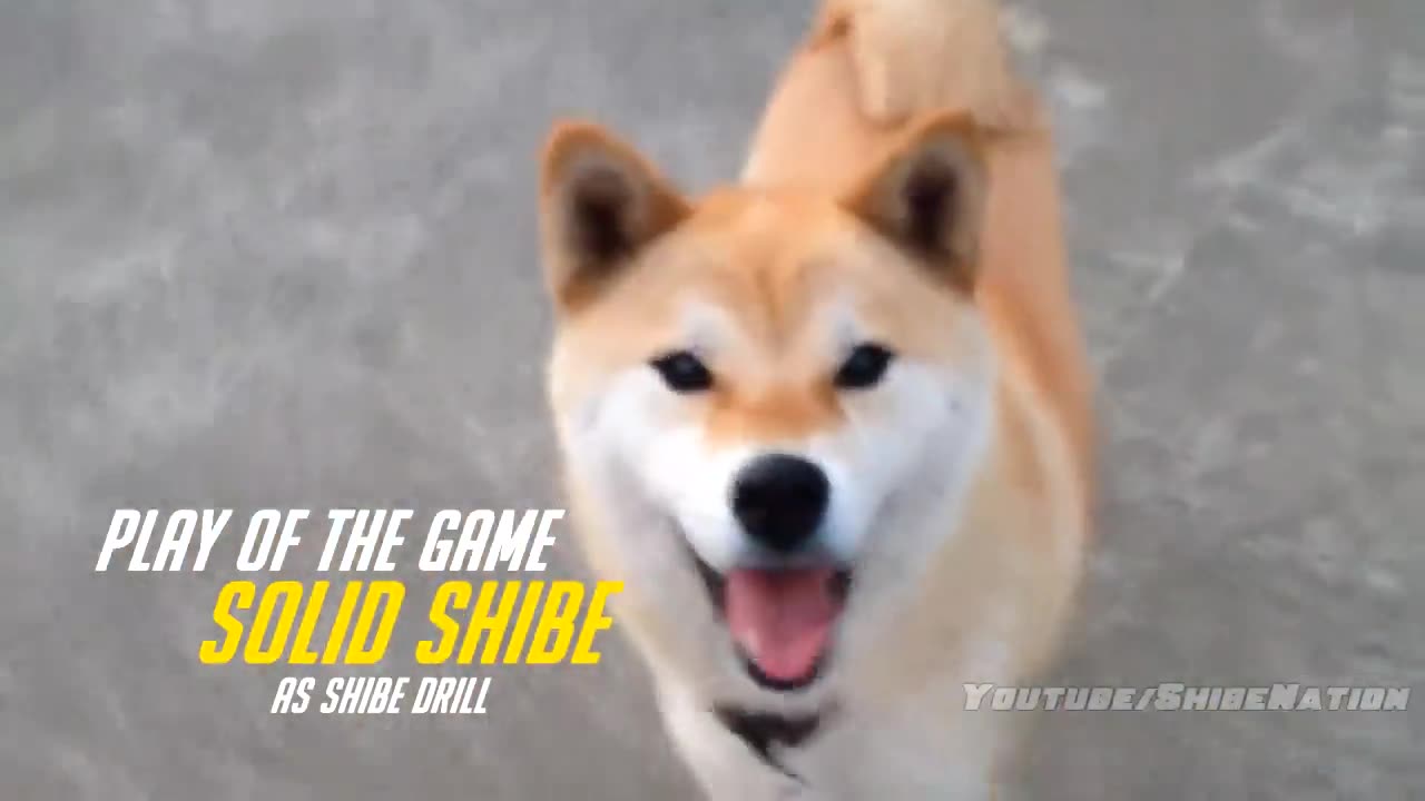 Silly Shiba Inu