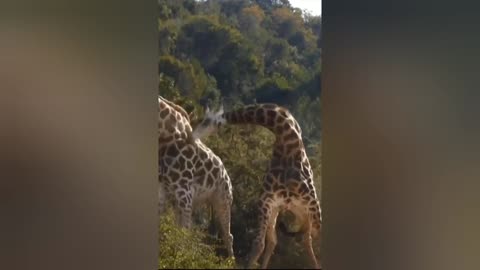 Sound of giraffes attacking each other