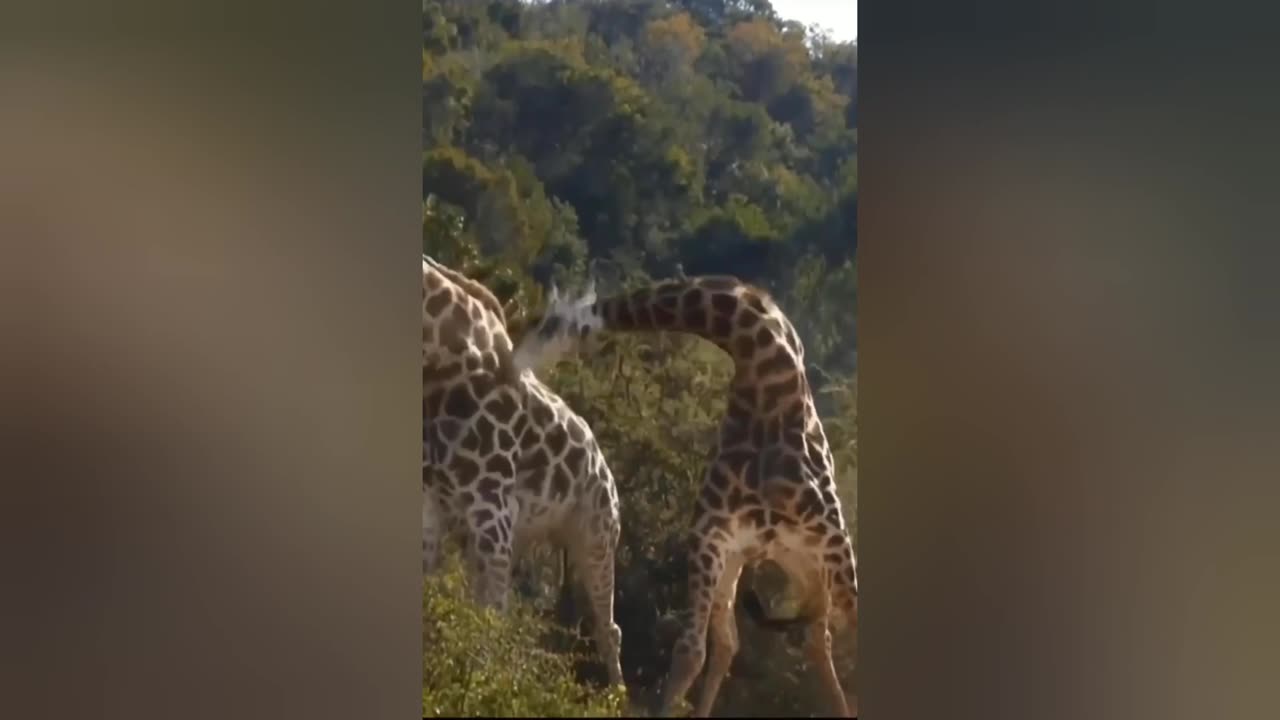 Sound of giraffes attacking each other