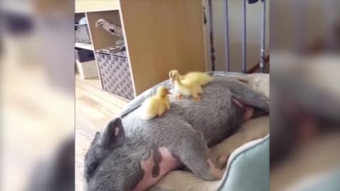 Ducklings really know how to find a nest; Pig pig like a beast.